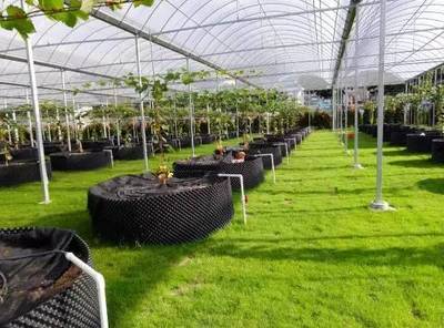 懷化共享農(nóng)業(yè)新篇章 葡萄免費(fèi)吃三年，智能管理引領(lǐng)未來(lái)